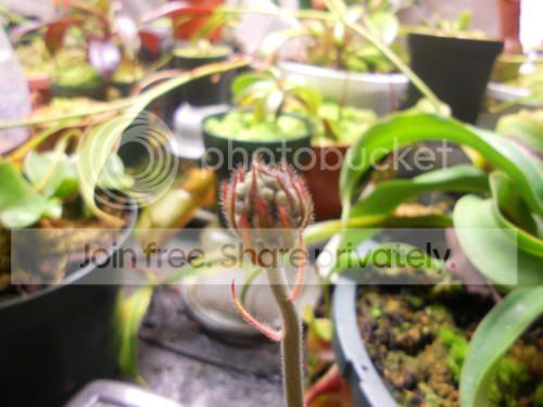 ceph-stalk_6-15-11.jpg