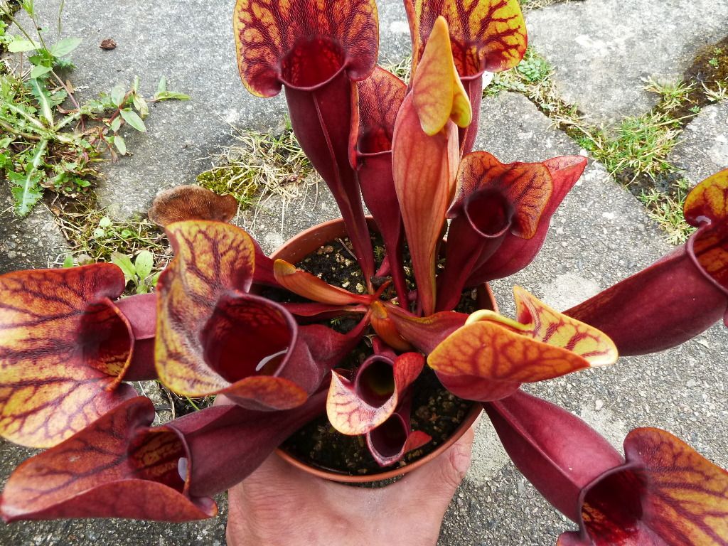 plants10032012050.jpg