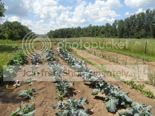 garden.jpg