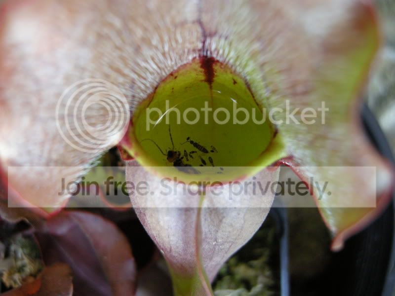 DSCN5996.jpg