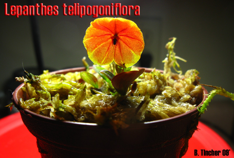 lepanthes.jpg