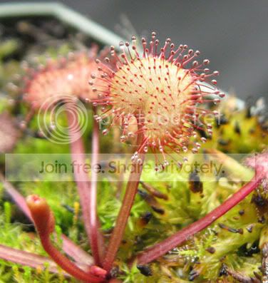 IMG_1125crp.jpg