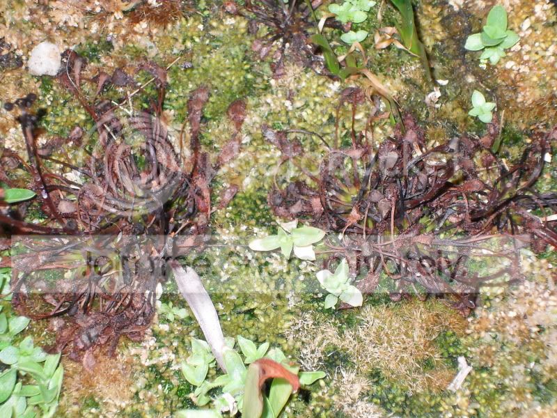 SDC10024.jpg
