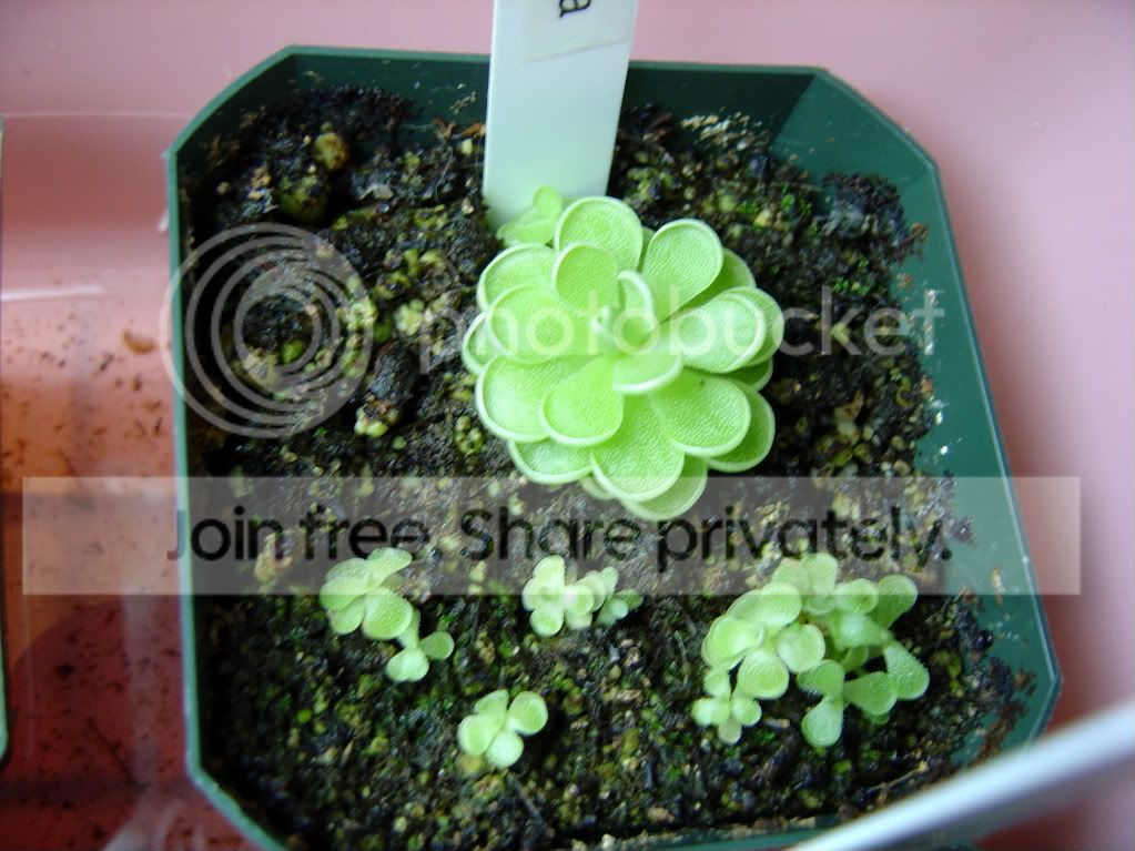 pingsanddrosera002.jpg