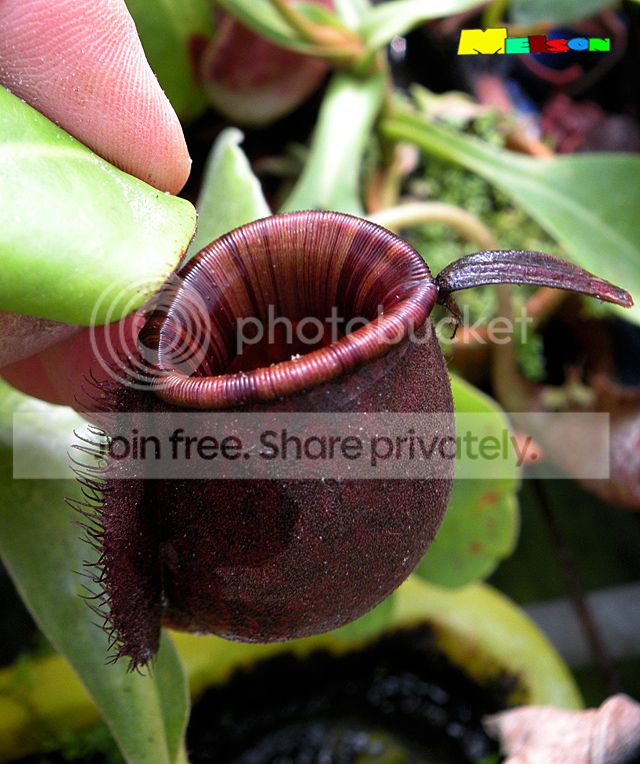 ampullariaSpecklestriped01_zps1ea10fa9.jpg