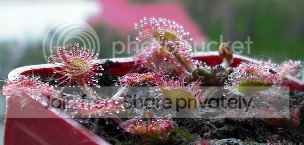 drotundifolia.jpg