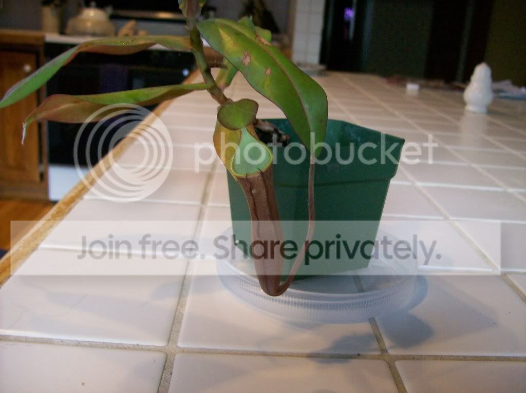 plants073.jpg