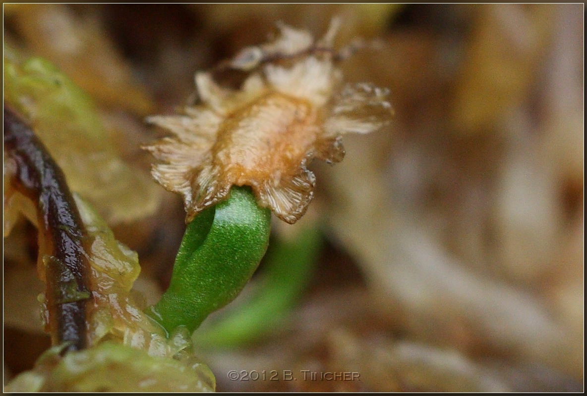 parva_x_folliculata_hf.jpg