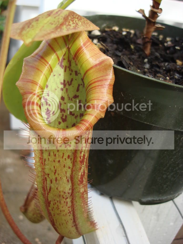 NxmixtaPitcher061409.jpg