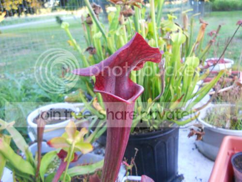 Shank_8-21-12.jpg