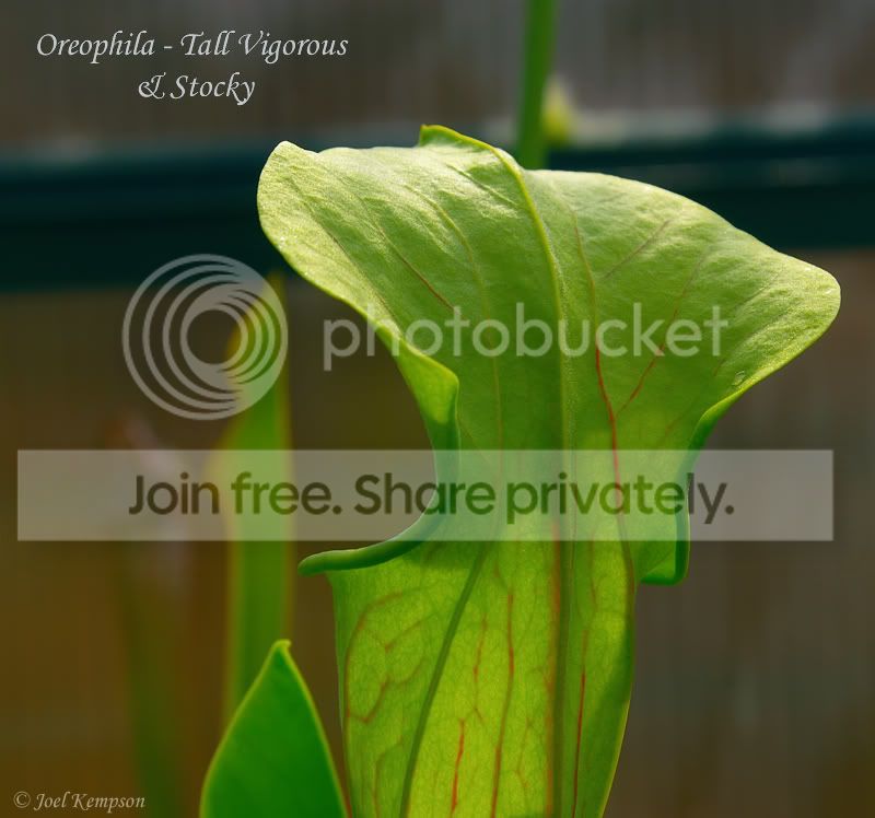 Oreophila-TallVigorousStocky2.jpg