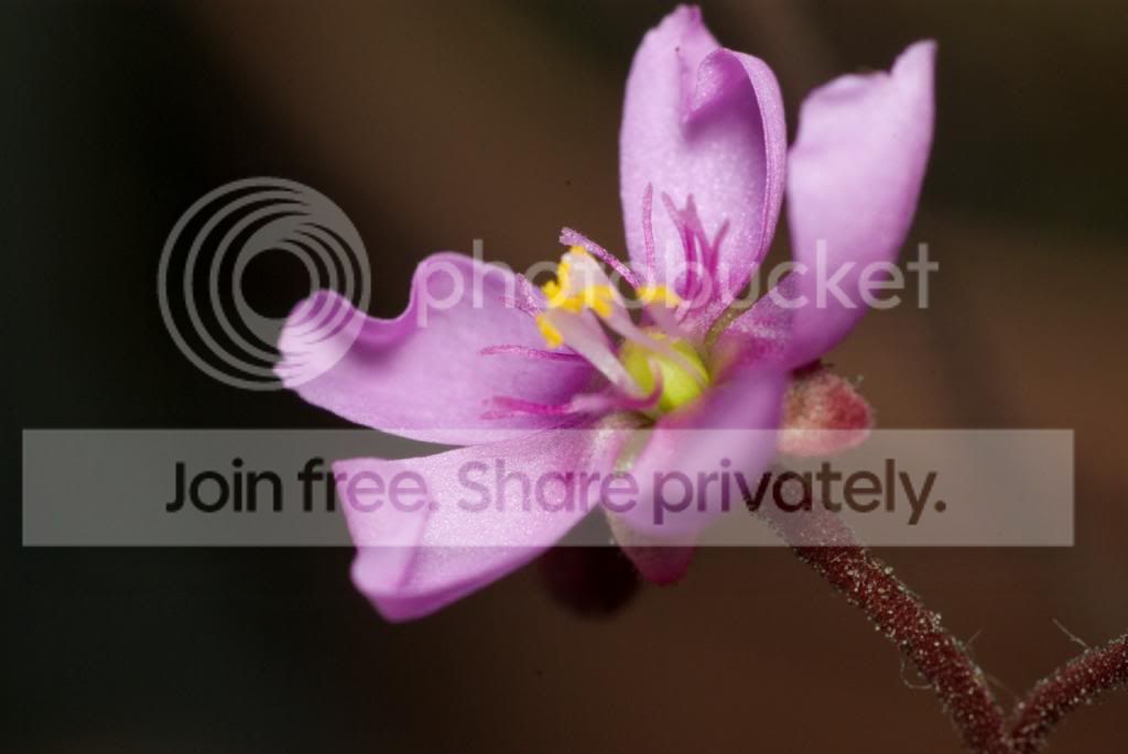 IMGP7955_zps5948af8d.jpg