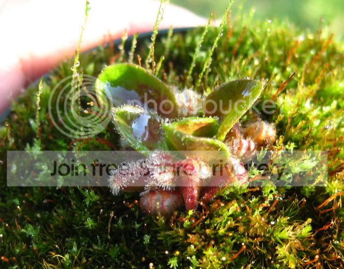 Cephalotus2.jpg
