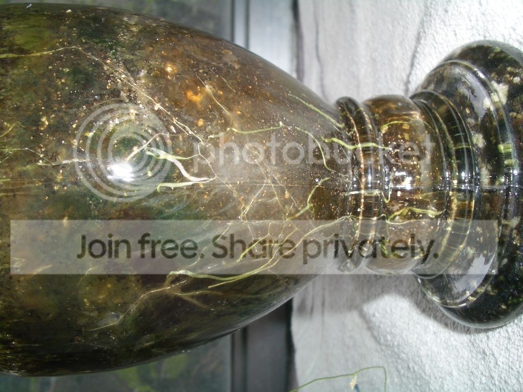 IMGP7331.jpg