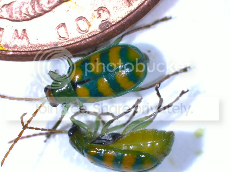 diabrotica4320126web.jpg