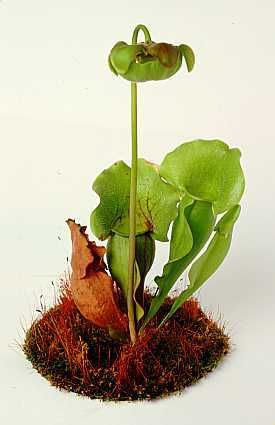 pitcherplant.jpg