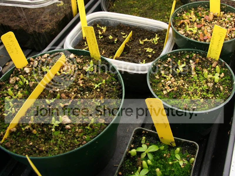 Seedling4-1.jpg