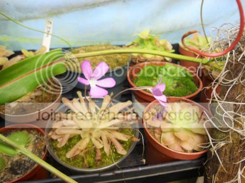 ping-flowers_2-9-12.jpg