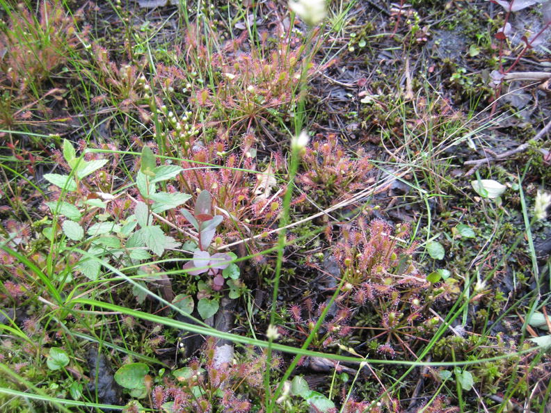 sundew1.jpg