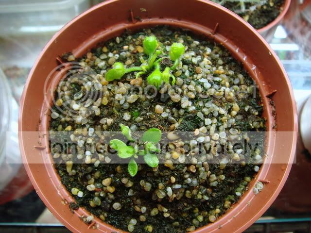 cephalotus_rhizomes1.jpg
