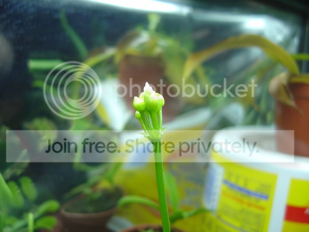 Flowers003.jpg