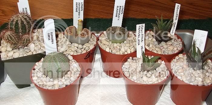 newcactisucculents002.jpg