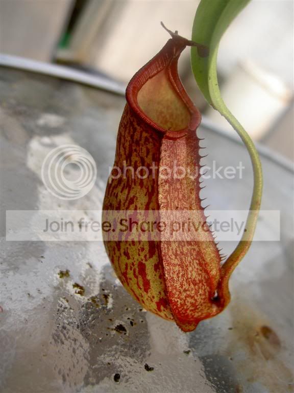 Nepenthesmaximaxbicalcarata060831_1.jpg