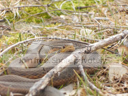 snake02_3-20-11.jpg