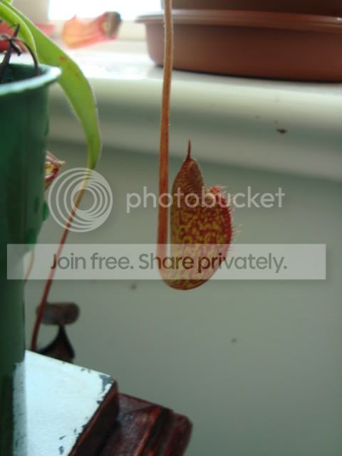 DSC02811.jpg