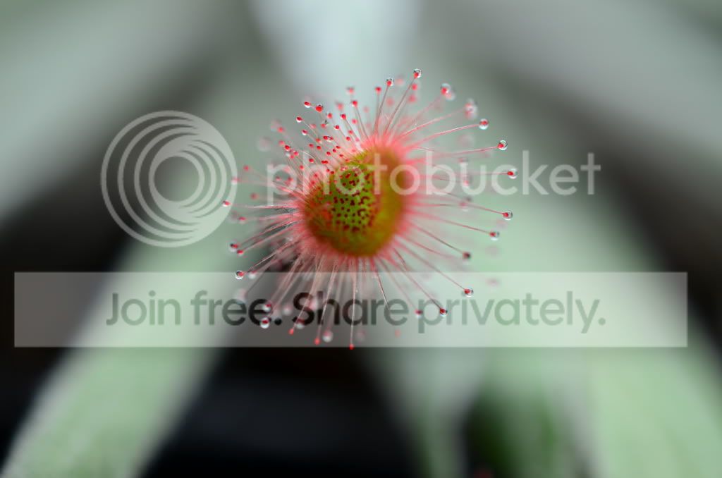 sundews005-2.jpg