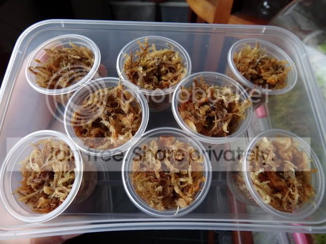 byblis_Gxg_seedlings_transplant.jpg