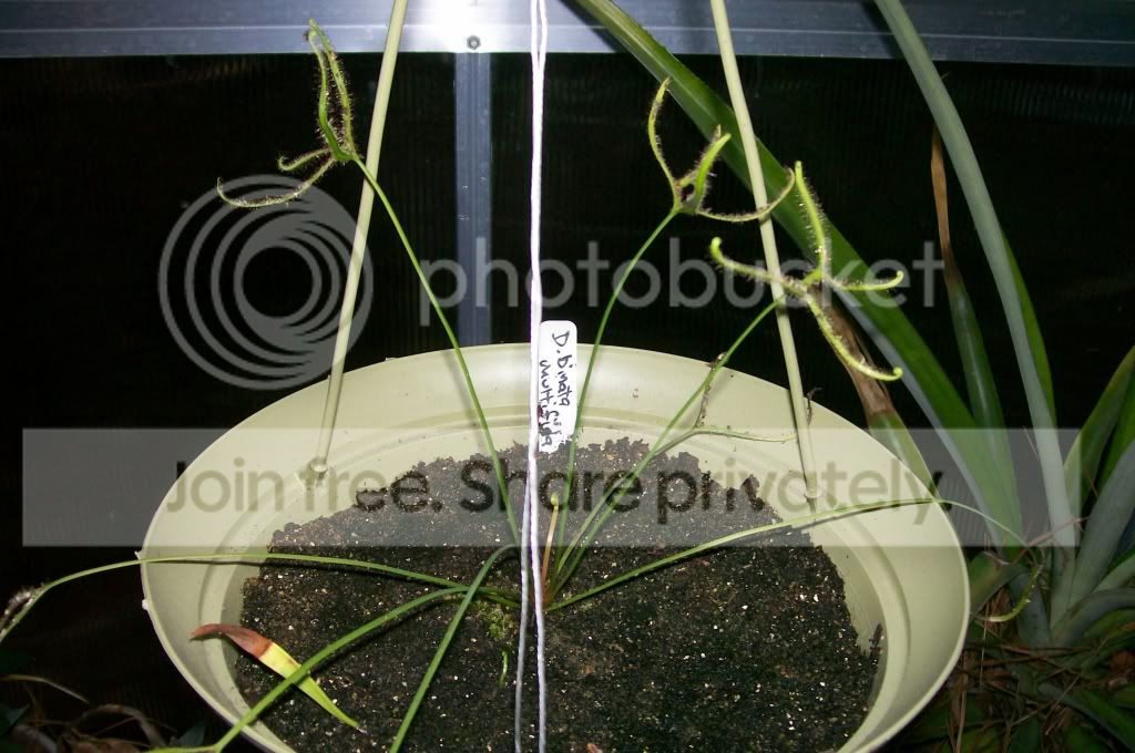 CarnivorousPlants034.jpg