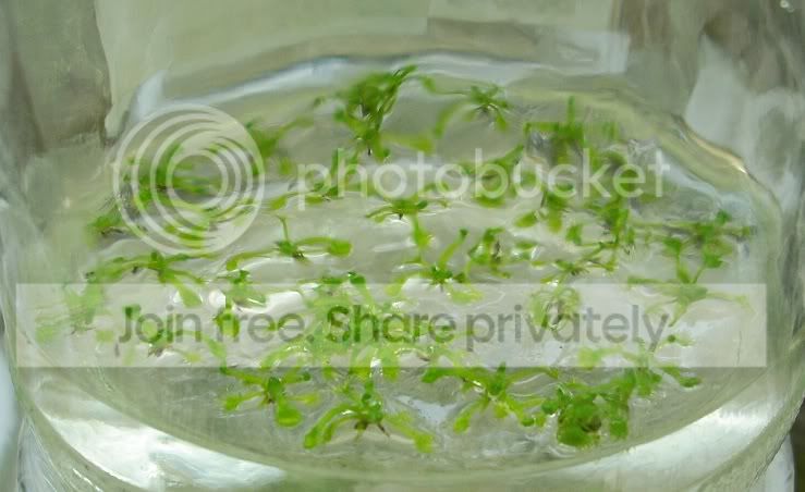 drotundifoliaHawksTorBodminMoorUK.jpg