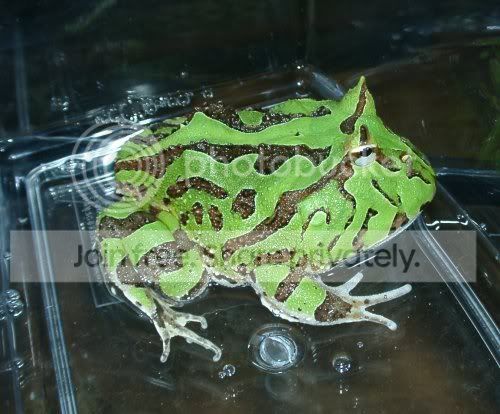 ceratophrys_cornuta_x_cranwelii_-1.jpg
