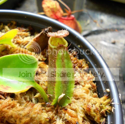 Ntruncata-qXk_12-17-10.jpg