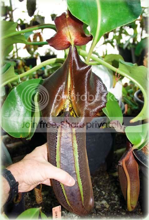 truncata_king_of_spade.jpg
