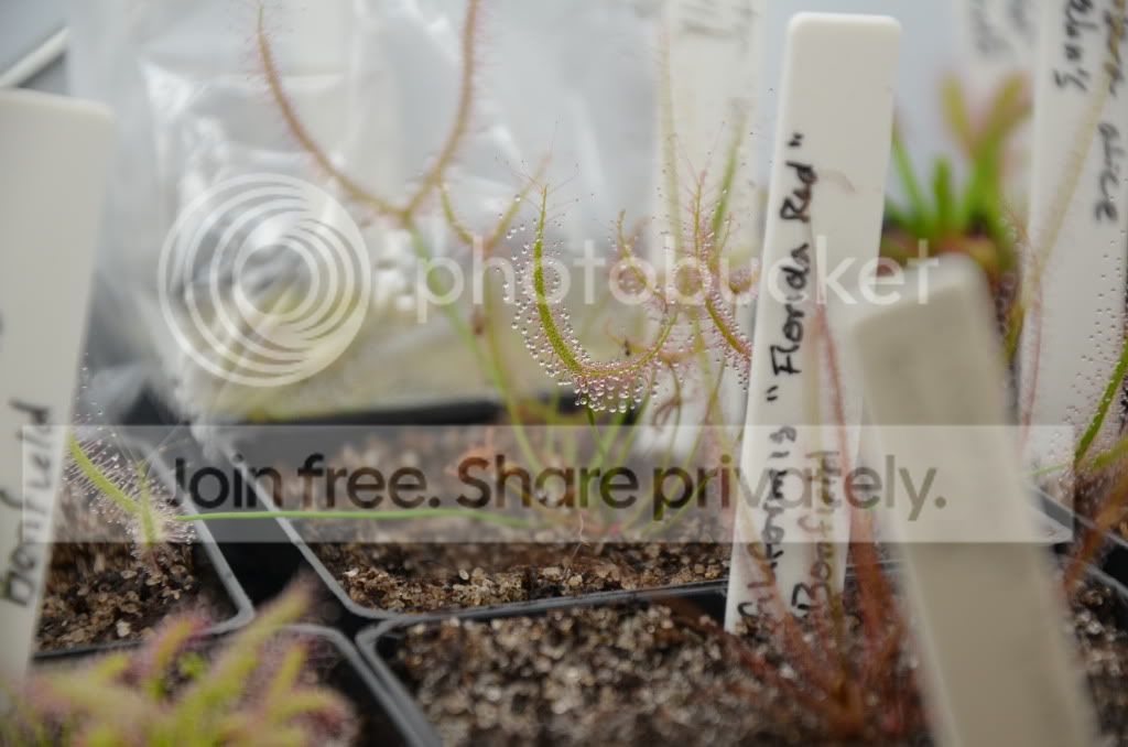 sundews010.jpg