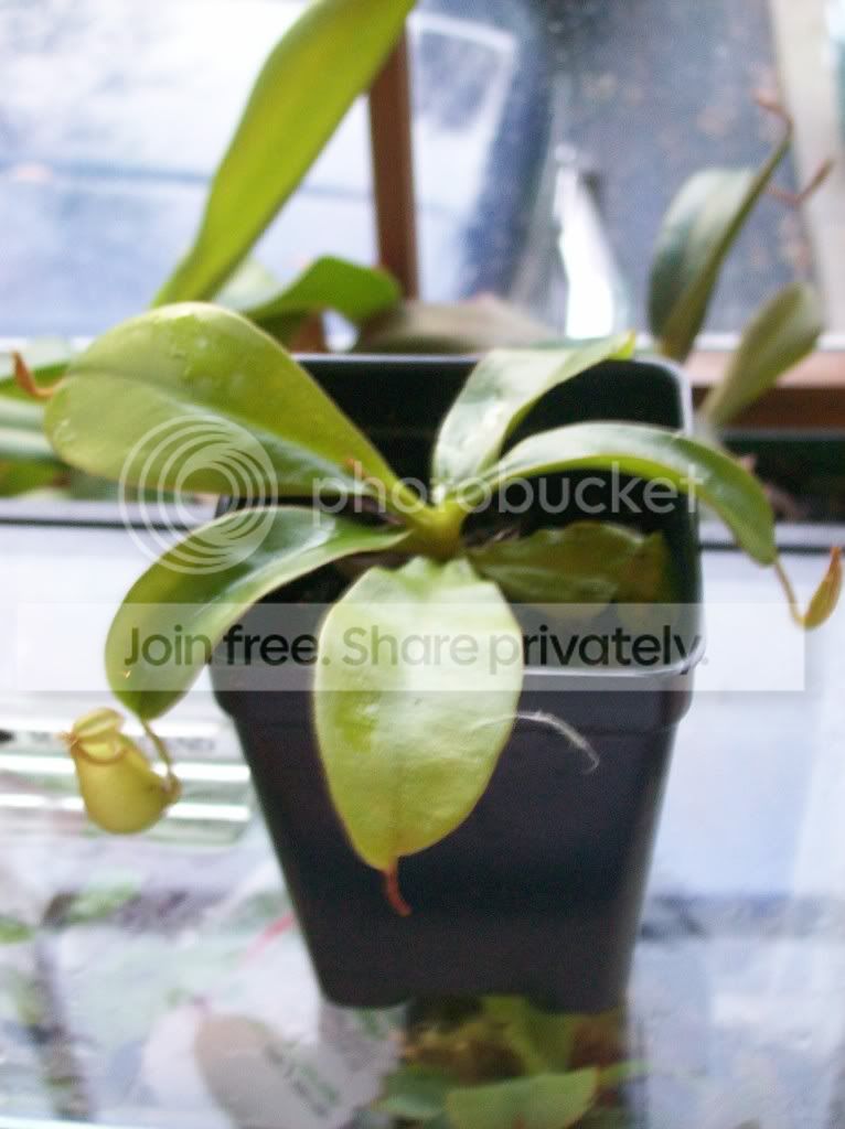 plants072.jpg