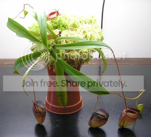 wholeplant.jpg