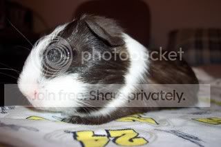 Pixie013.jpg