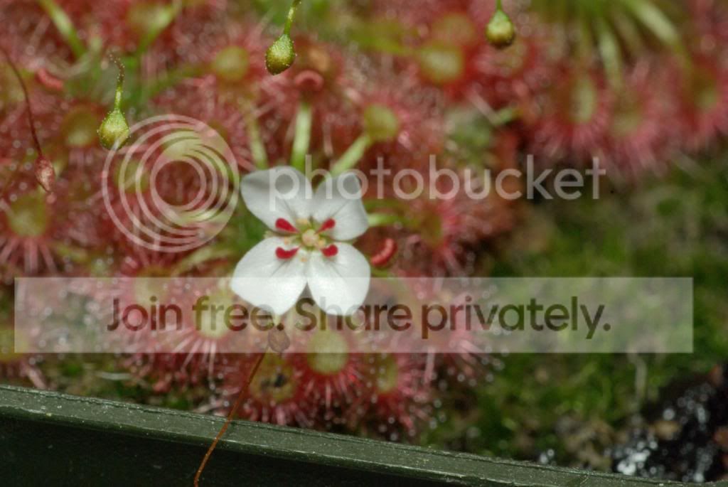 IMGP5360copy_zps28f18655.jpg