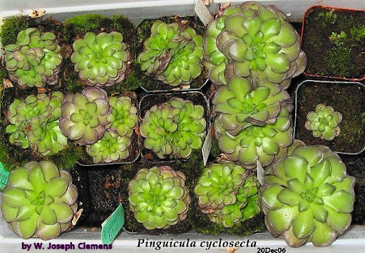 P_cyclosecta_tray.jpg