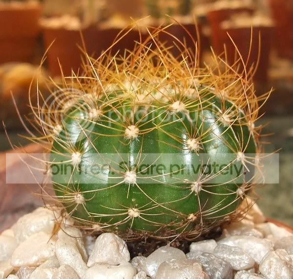 cactuspics08026.jpg