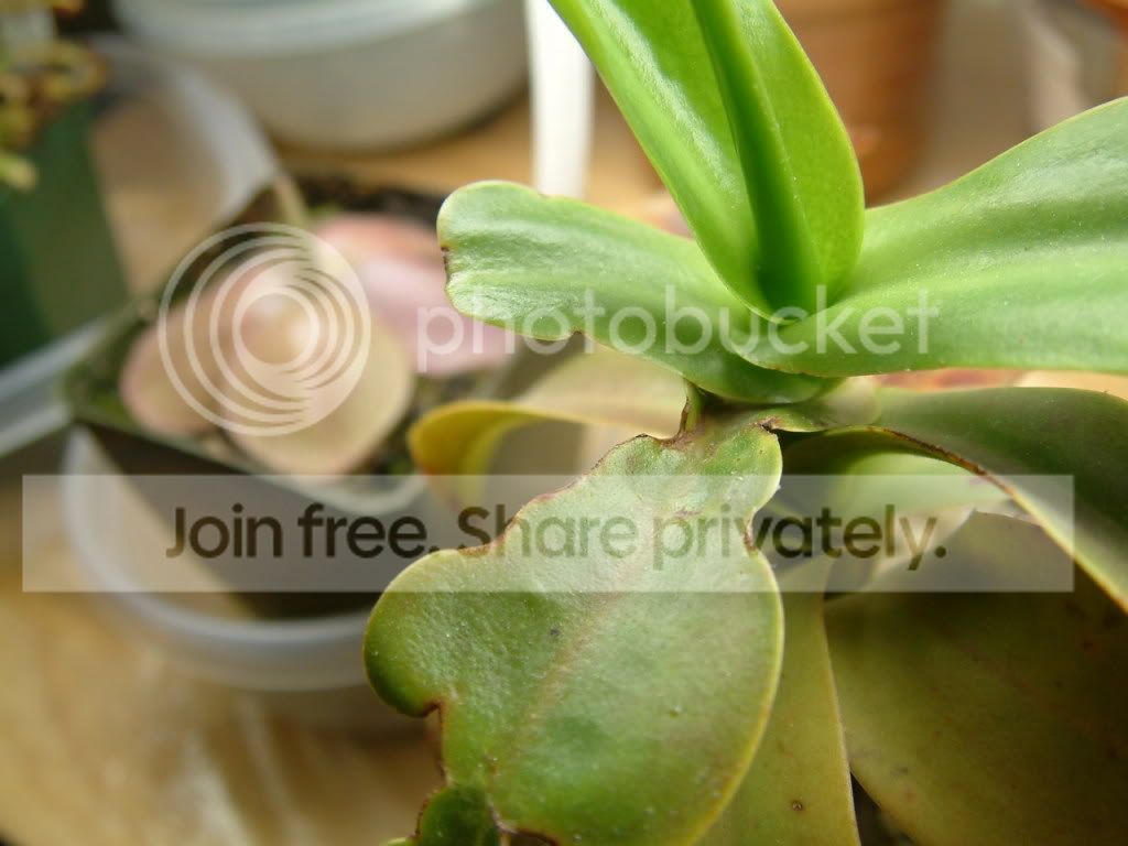 Plants014.jpg