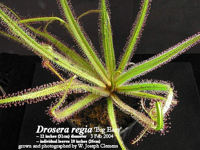 D_regia_BE_mother.jpg