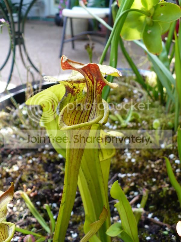NewvPlants002.jpg
