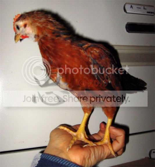 cockerel.jpg
