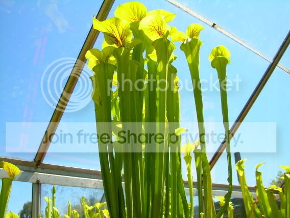 Greenhouse9.jpg