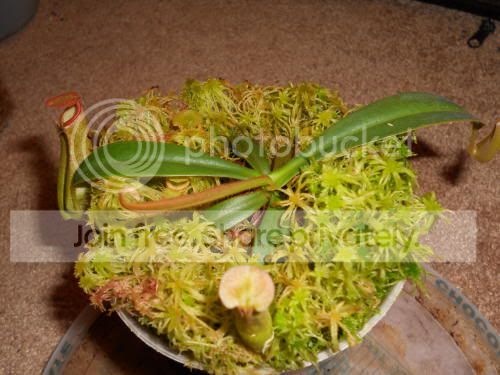 Nalbomarginata02_4-18-11.jpg