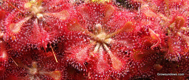 Tokaiensis_crop_overhead-1.JPG